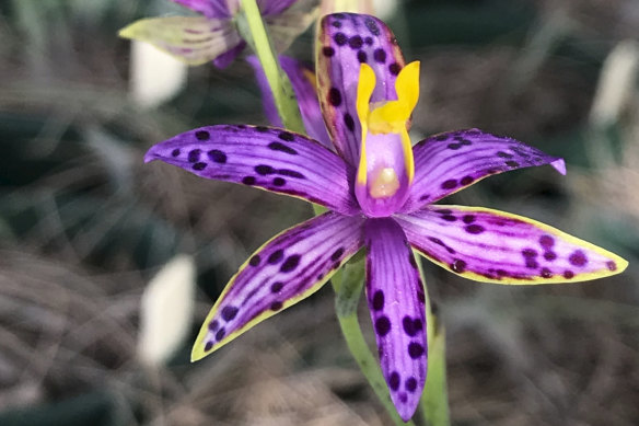 Albany orchid enthusiast Keith Smith helped collect the seeds that have led to the Queen's comeback. 