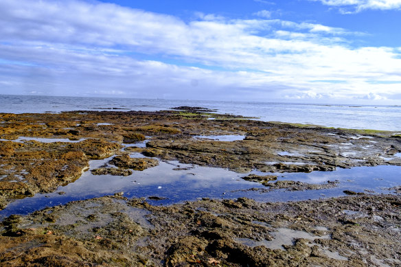 Ricketts Point in Beaumaris, where the human remains were found.