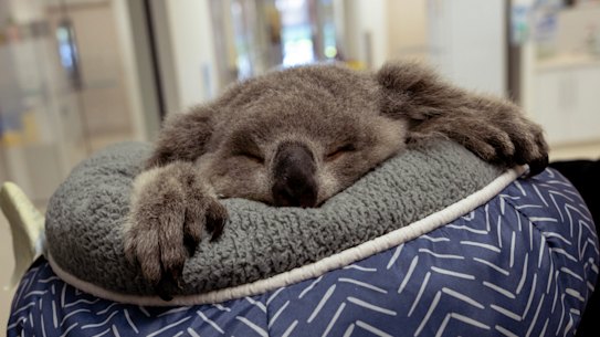 Baby CC, a rescue joey, receives regular checkups at the Wildlife Health and Conservation Hospital in southwestern Sydney.