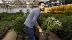 A worker at Red Dirt Sungrown in Guthrie, Oklahoma. Breakneck growth in the state’s libertarian-inspired weed industry is sparking fears of a crash. 