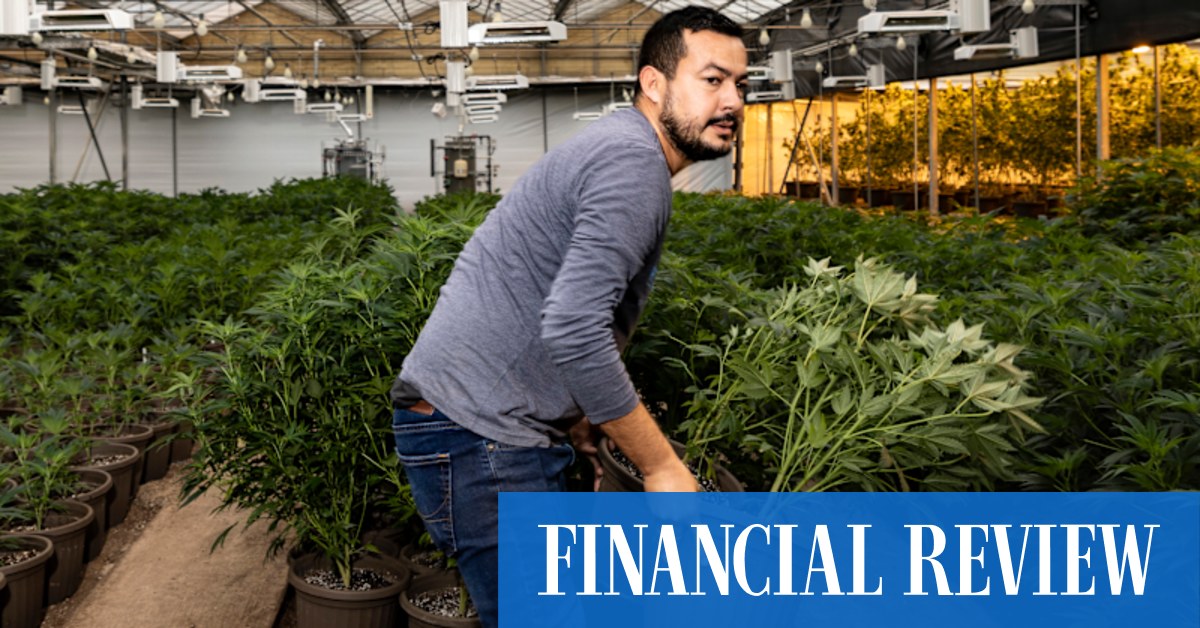 How Oklahoma smoked California as the marijuana boom state - Vimarsana News