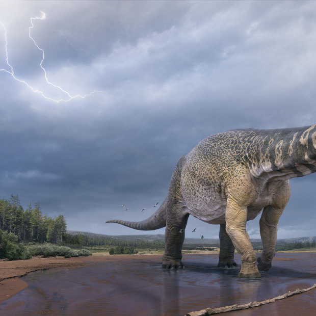 Dinosaur hunters on the trail of Australia’s apex predator