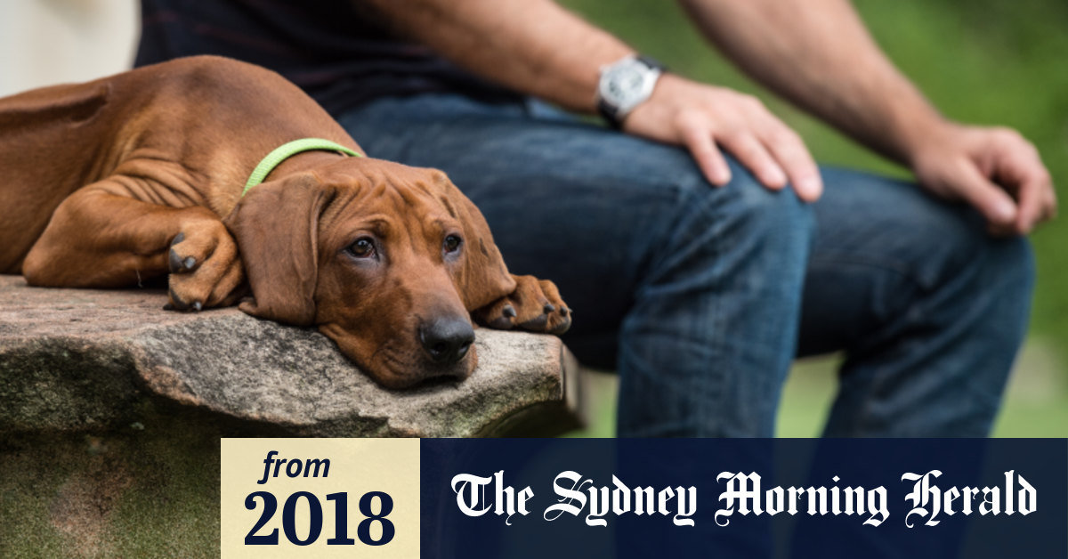 what kind of dog is in return to me