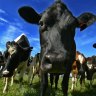 Bega Cheese has issued a profit warning.