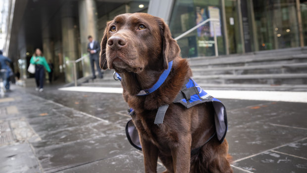 How Lucy the lab is helping victims of crime find justice