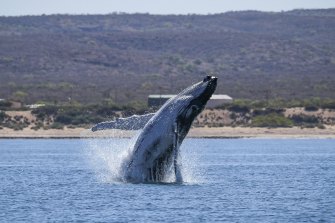 A humpback jumps near Qualing Pool in the Exmouth Gulf.