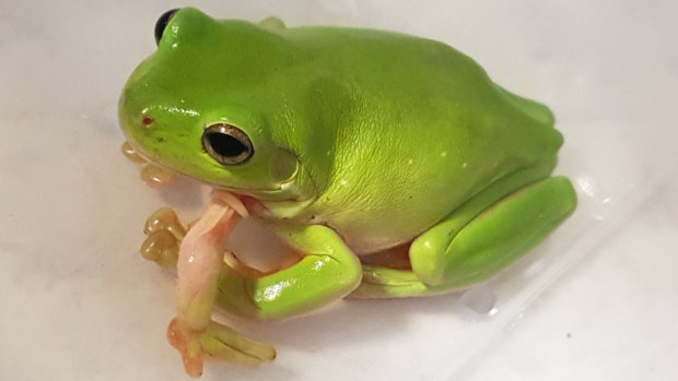 The deformed green tree frog with five legs. If someone sponsors the amphibian, they get the right to name him.