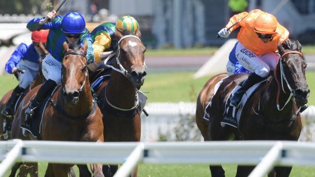 Form gauge: Andrew Adkins rides Kapajack, beaten by Gogoldcoast at trial, to victory at Rosehill on December 1.