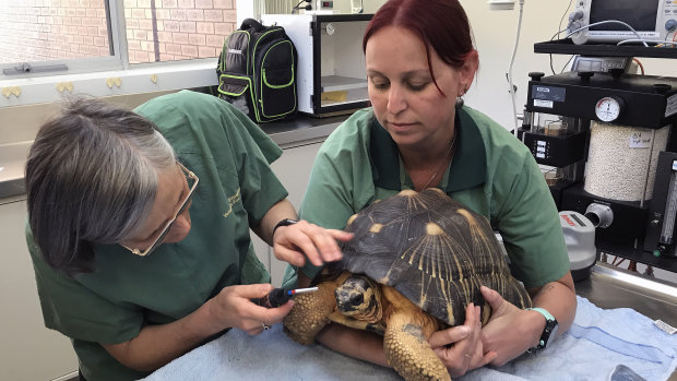 Perth Zoo senior vet Simone Vitali (left) examines one of two Madagascan radiated tortoises that were stolen from Perth Zoo.