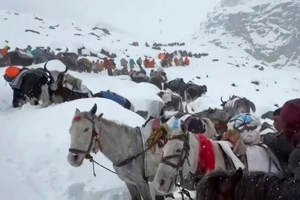 Villagers with oxen and horses ascend Everest during rescue efforts to reach hundreds of hikers trapped by heavy snow.