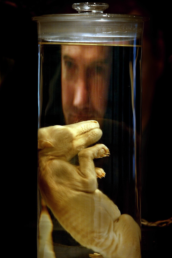 Australian Museum director Professor Michael Archer takes a close look at an 1866 Tasmanian Tiger embryo, in this photo from 2002.