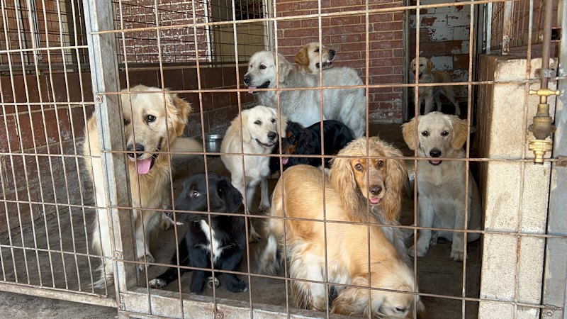 Canning Vale man jailed over $1 million puppy farm with more than 100 dogs