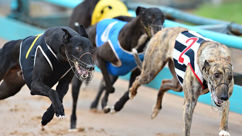 The  million loss behind greyhound racing in WA
