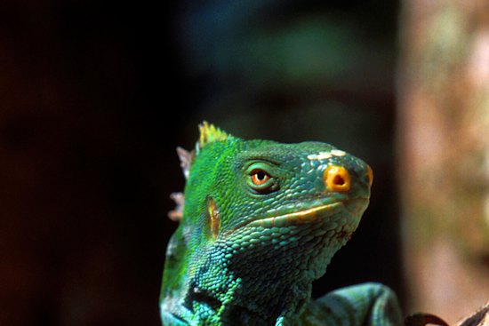 A crested iguana.
