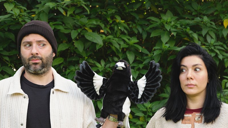 ‘It’s a bit gamified, almost like Pokemon Go’: The tracking app preventing magpie attacks