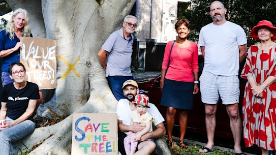 A residents’ group is campaigning to save the Hills weeping fig tree in Quail Street, Clovelly.