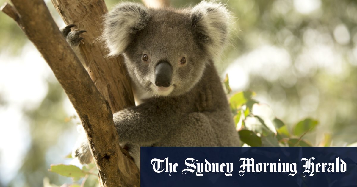 National icon pays price of NSW policies of extinction - Vimarsana News