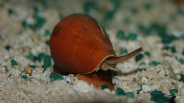 Deadly Sea Snail Venom Suspected To Be Used On Racehorses