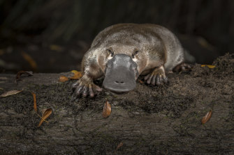 The shy platypus lives in burrows, feeds  when itâ€™s dark and dives into the water at the sight of people.