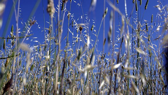 Grass pollen is believed to be the main cause of hay fever