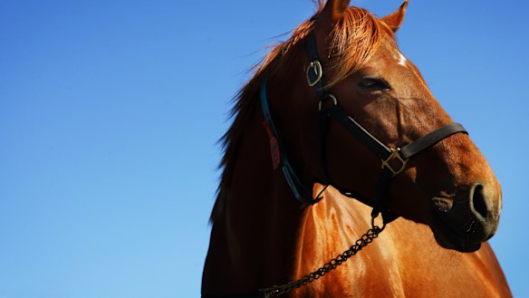 Racing returns to Cootamundra on Sunday.