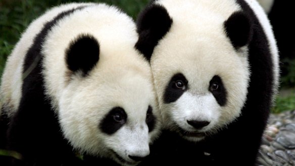 Pandas are one of the many threatened species around the world.