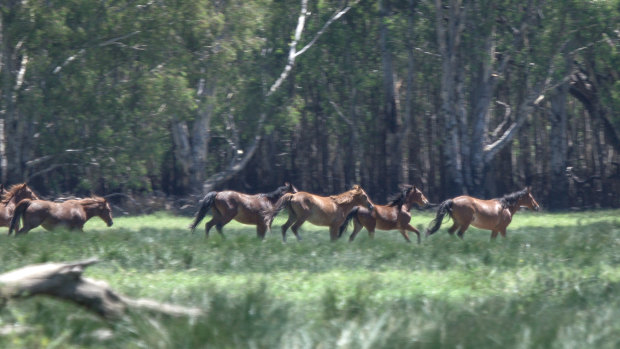 Up to 600 of the 700 feral horses in Barmah Forest will be shot, or trapped and relocated.