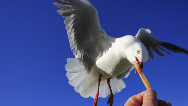 Australian seagulls like their UK cousins are also notorious for chip stealing.