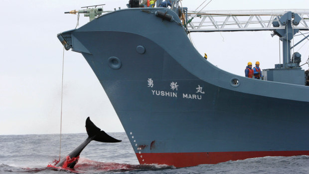 Japan has conducted an annual whale hunt in the Southern Ocean, ostensibly for scientific purposes, despite international condemnation  In a file picture, the Yushin Maru was filmed harpooning a whale. 