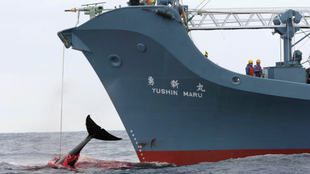Japan conducts its annual whale hunt in the Southern Ocean, ostensibly for scientific purposes, despite international condemnation. It wants an end to a decades-old ban on commercial whaling.