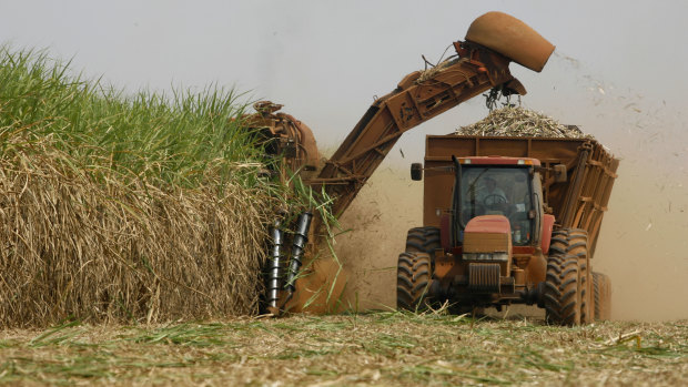 A machine cuts sugar cane on a plantation in Batatais, Brazil.