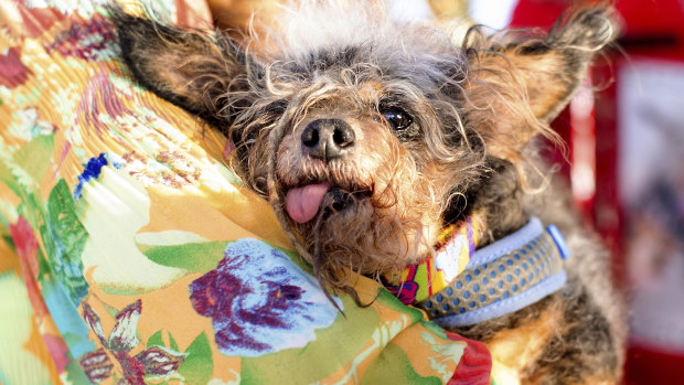 Scamp the Tramp rests after winning the World's Ugliest Dog Contest at the Sonoma-Marin Fair in Petaluma, California. 