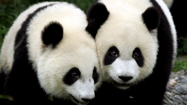 Pandas are one of the many threatened species around the world.