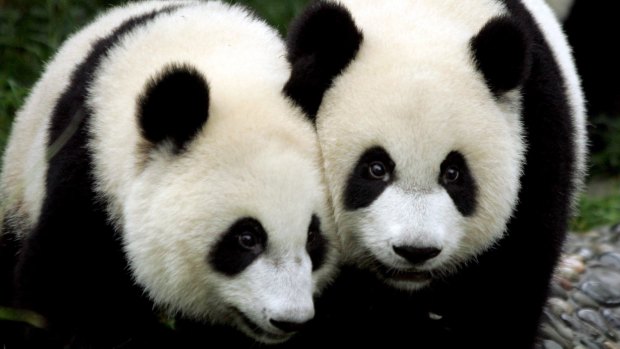 Normal pandas, seen here at the Chengdu Research Base of Giant Panda Breeding, in Sichuan, have identifiable black markings and brown eyes.