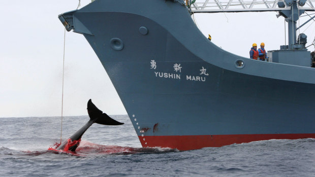 Japan has made a mockery of the International Whaling Commission for decades.
