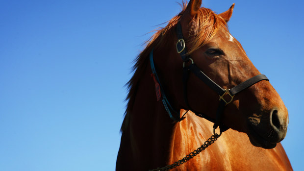 The farmer lost five horses.