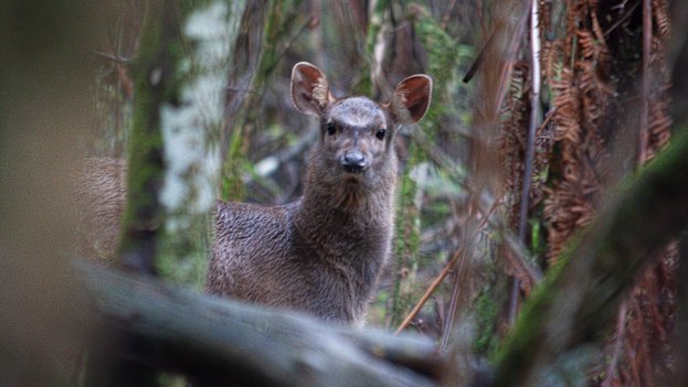 A feral deer in Sherbrooke Forrest.