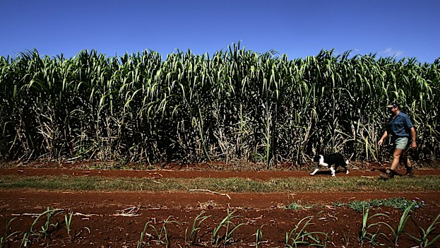 Hinkler takes in a lot of cane country.
