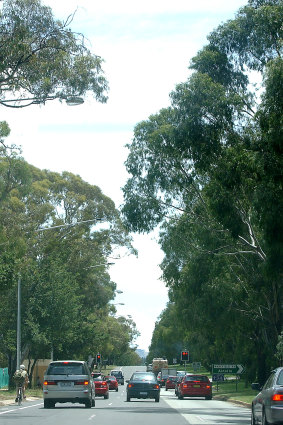 Trees hang over Northbourne Avenue in 2002. 