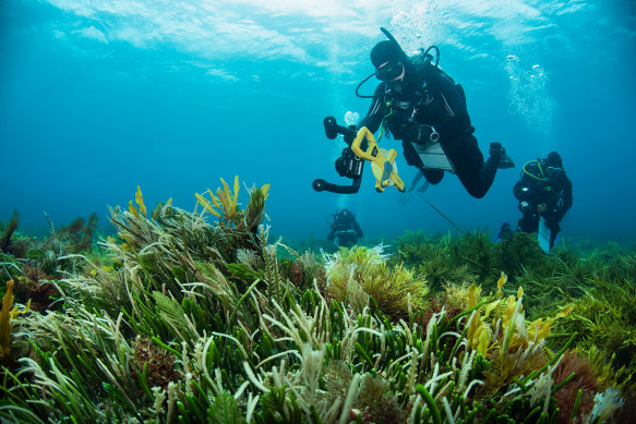 Scientists survey Lonsdale Reef, near Geelong, one of the biodiverse havens that make up the 8000-kilometre Great Southern Reef.