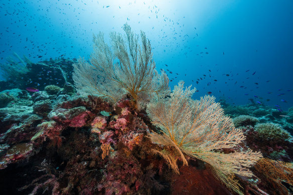 Federal environment minister Tanya Plibersek will decide whether Woodside’s plan to bury CO2 under the seabed is environmentally acceptable.