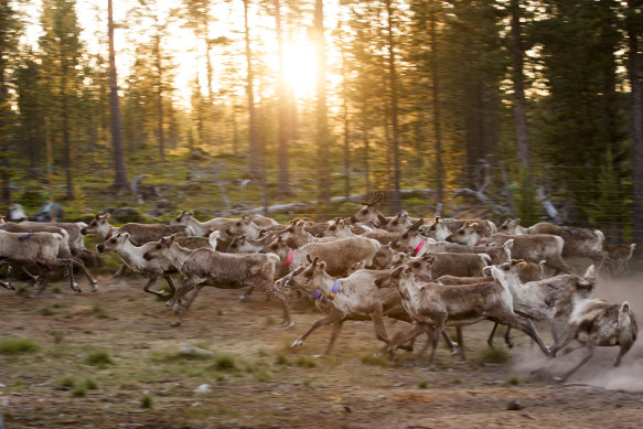 For thousands of years, the Sami lived in the northernmost lands of Europe where they survived off fishing, hunting and reindeer.