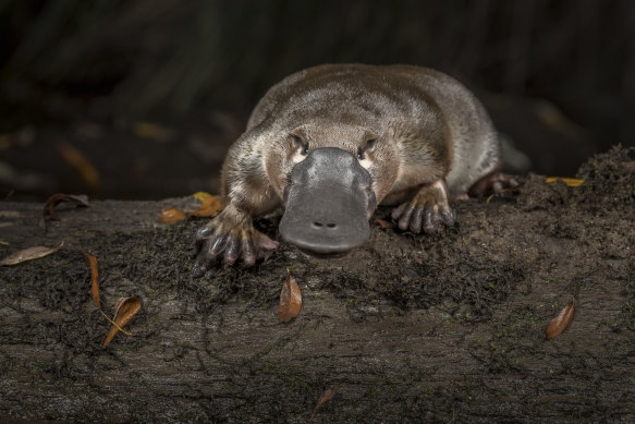 The shy platypus lives in burrows, feeds  when it’s dark and dives into the water at the sight of people.
