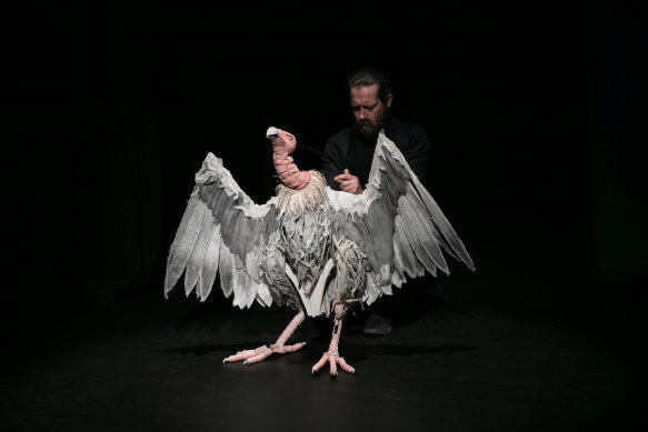 Close up of the vulture.