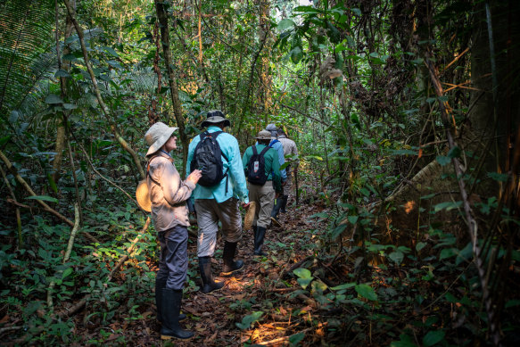 Trekking through the jungle,