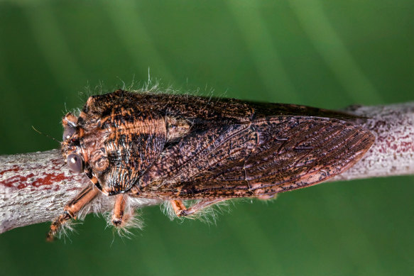 A Hairy Cicada, one of the world’s oldest cicada species, which vibrates rather than sings, on Mount Dandenong in Victoria.