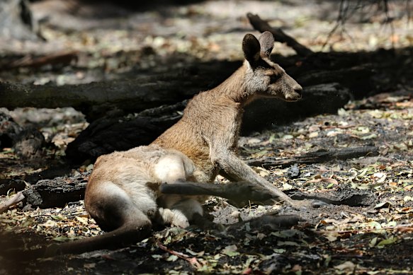 More than 400,000 hectares were burnt in Victoria during this summer’s bushfires.