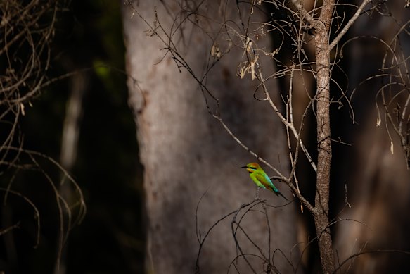  A rainbow bee-eater on the Yourka Reserve. 