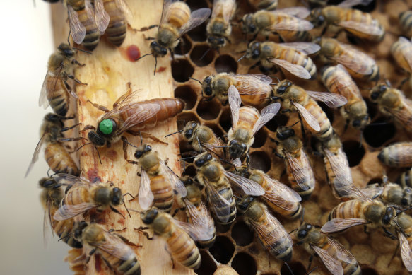 Bir kraliçe arı (yeşille işaretlenmiş) ve çalışanları, ABD, New Hampshire, Manchester'daki Veterans Affairs'de bir kovanın etrafında dolaşıyor.