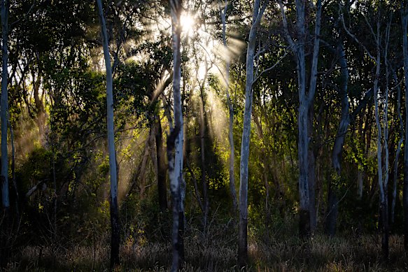 Light shines through forestry at the Yourka Reserve.